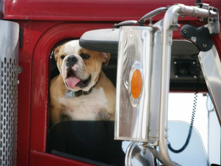 image of bulldog leaning outside window of red semi truck